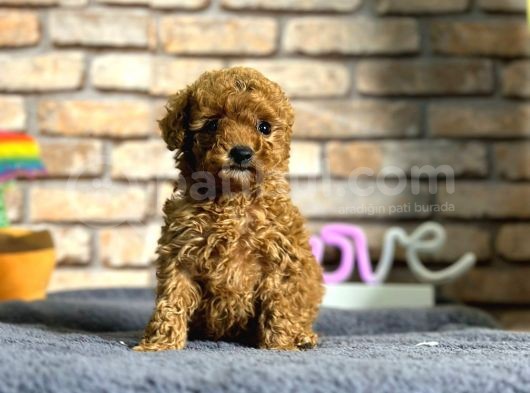 En Sevimli Mini Boy Dişi Toy Poodle Yavru