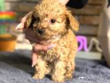 IRK VE SAĞLIK GARANTİLİ TOY POODLE ERKEK YAVRU