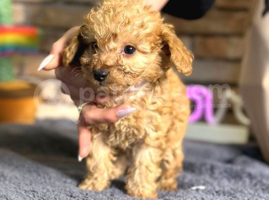 Irk Ve Sağlik Garanti̇li̇ Toy Poodle Erkek Yavru