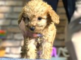Irk Ve Sağlik Garanti̇li̇ Toy Poodle Erkek Yavru