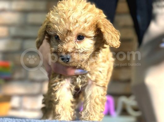 Irk Ve Sağlik Garanti̇li̇ Toy Poodle Erkek Yavru görsel