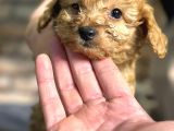 Irk Ve Sağlik Garanti̇li̇ Toy Poodle Erkek Yavru
