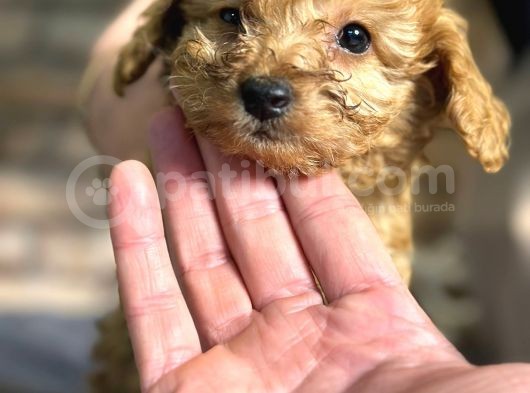 Irk Ve Sağlik Garanti̇li̇ Toy Poodle Erkek Yavru görsel