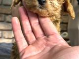 Irk Ve Sağlik Garanti̇li̇ Toy Poodle Erkek Yavru
