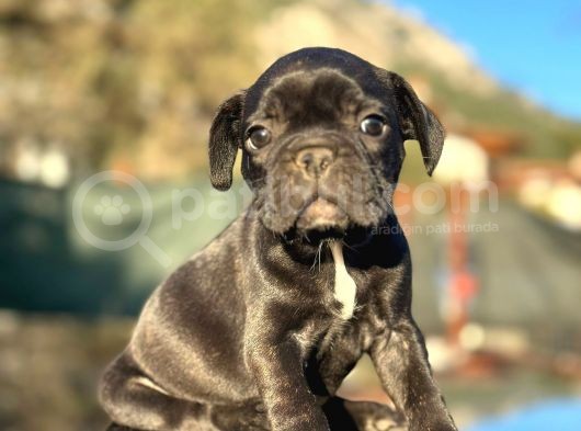 ırk ve sağlık garantili En Özel French Bulldog