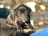 Irk Ve Sağlık Garantili En Özel French Bulldog