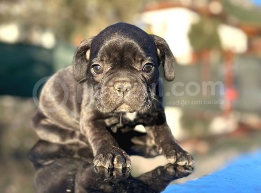 Irk Ve Sağlık Garantili En Özel French Bulldog görsel