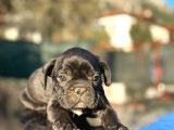 Irk Ve Sağlık Garantili En Özel French Bulldog