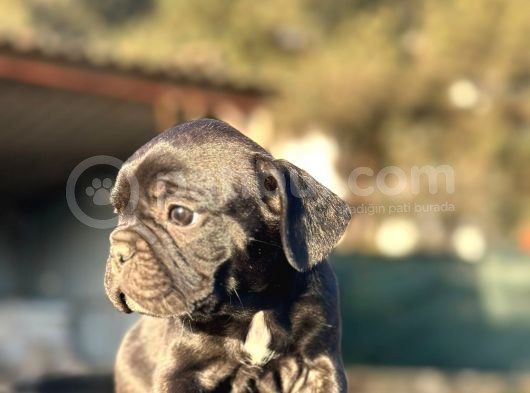 Irk Ve Sağlık Garantili En Özel French Bulldog görsel