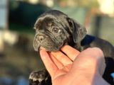 Irk Ve Sağlık Garantili En Özel French Bulldog