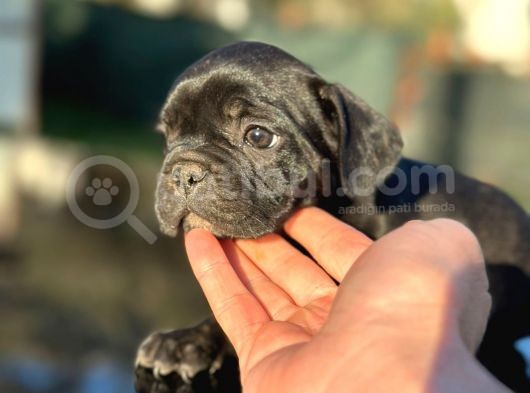 Irk Ve Sağlık Garantili En Özel French Bulldog görsel