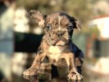 Efsane Mavi Gözlü  Merle French Bulldog