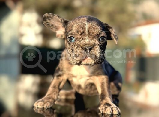 Efsane Mavi Gözlü  Merle French Bulldog