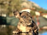 Efsane Mavi Gözlü  Merle French Bulldog