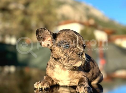 Efsane Mavi Gözlü  Merle French Bulldog görsel