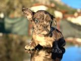 Efsane Mavi Gözlü  Merle French Bulldog