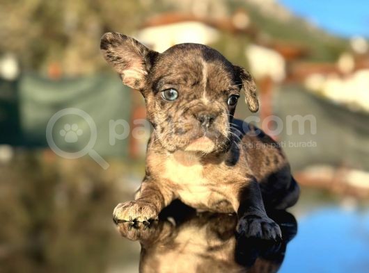 Efsane Mavi Gözlü  Merle French Bulldog görsel