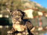 Efsane Mavi Gözlü  Merle French Bulldog