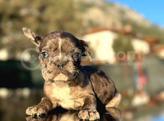 Efsane Mavi Gözlü  Merle French Bulldog görsel