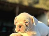 FULL BEYAZ MASMAVİ GÖZLÜ FRENCH BULLDOG