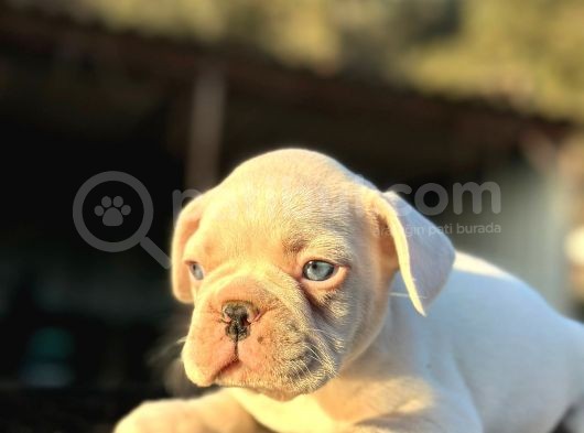 FULL BEYAZ MASMAVİ GÖZLÜ FRENCH BULLDOG