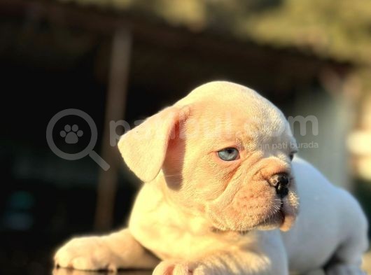 Full Beyaz Masmavi̇ Gözlü French Bulldog görsel