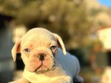 Full Beyaz Masmavi̇ Gözlü French Bulldog