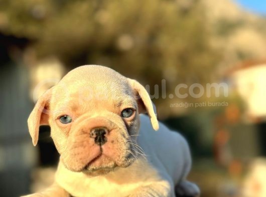 Full Beyaz Masmavi̇ Gözlü French Bulldog görsel