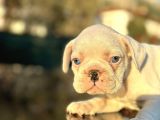 Full Beyaz Masmavi̇ Gözlü French Bulldog