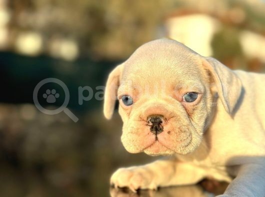 Full Beyaz Masmavi̇ Gözlü French Bulldog görsel