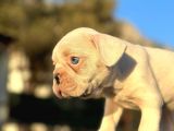 Full Beyaz Masmavi̇ Gözlü French Bulldog