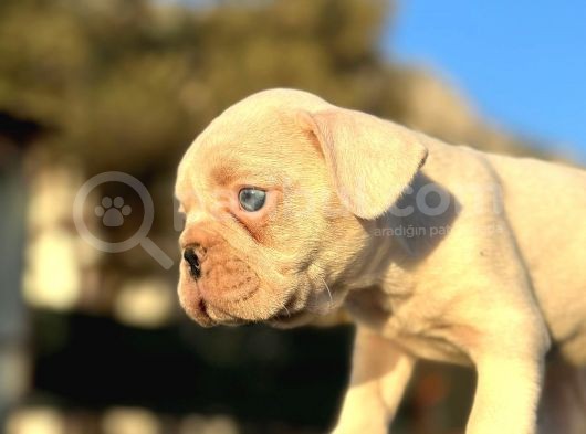 Full Beyaz Masmavi̇ Gözlü French Bulldog görsel