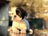 Tam Korsan French Bulldog