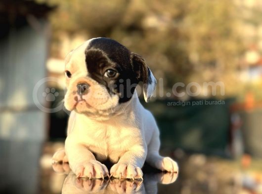 tam Korsan French Bulldog
