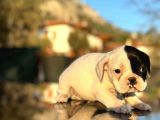 Tam Korsan French Bulldog