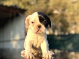 Tam Korsan French Bulldog