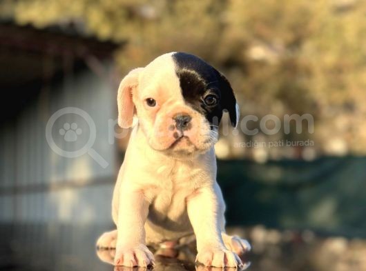 Tam Korsan French Bulldog görsel