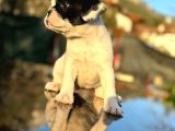 Tam Korsan French Bulldog