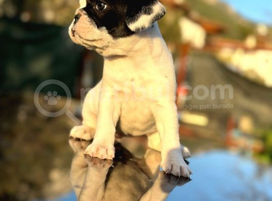 Tam Korsan French Bulldog görsel
