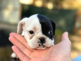 Tam Korsan French Bulldog