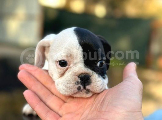 Tam Korsan French Bulldog görsel