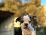 Tam Korsan Mavi Gözlü French Bulldog