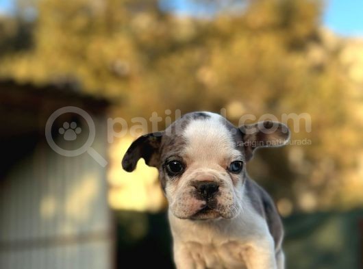 tam korsan Mavi Gözlü French Bulldog