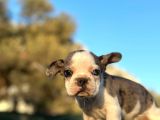 Tam Korsan Mavi Gözlü French Bulldog