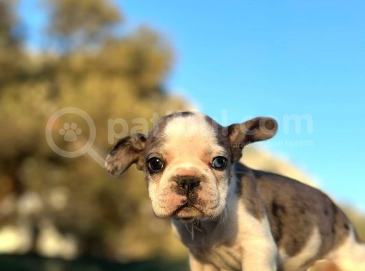 Tam Korsan Mavi Gözlü French Bulldog görsel