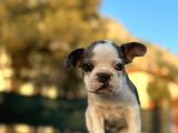 Tam Korsan Mavi Gözlü French Bulldog