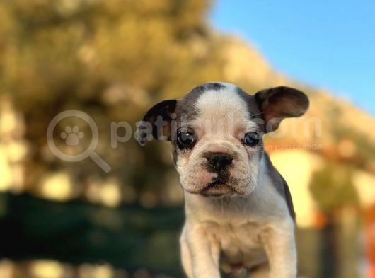 Tam Korsan Mavi Gözlü French Bulldog görsel