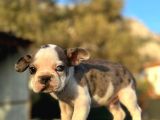 Tam Korsan Mavi Gözlü French Bulldog