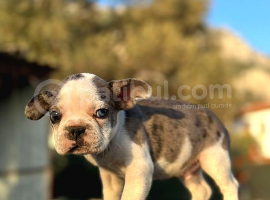 Tam Korsan Mavi Gözlü French Bulldog görsel