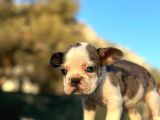 Tam Korsan Mavi Gözlü French Bulldog